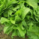 1500 Sugar Loaf Endive Seeds Nongmo Heirloom Fresh For Garden