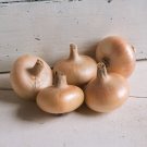 500 Gold Coin Onion Seed Specialty Onion Non_Gmo Fresh For Garden