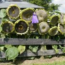 50 Giant Mongolian Sunflower Seeds Nongmo A Fresh For Garden