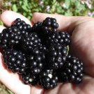 100 Seeds Organic Blackberry Blackberries Nongmo A Home Grown Very Sweet Fresh For Garden 100 Seeds Organic Blackberry Blackberries Nongmo A Home Grown Very Sweet Fresh For Garden
