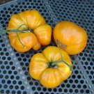 100 Kentucky Beefsteak Tomato Seeds Nongmo Heirloom Flavorful Fresh For Garden