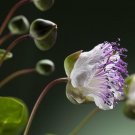 50 Caper Seeds Capparis Spinosa Nongmo Fresh For Garden