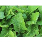 4000 Florida Broadleaf Mtard Seeds Nongmo Heirloom A Fresh For Garden 4000 Florida Broadleaf Mtard Seeds Nongmo Heirloom A Fresh For Garden