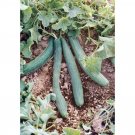 60 Italian Cucumber Seeds Tortarello Verde Scuro Gourmet Nongmo Fresh For Garden