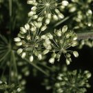 200 Angelica Seeds Nongmo Nongmo Fresh For Garden