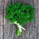 4000 Curled Parsley Seeds Nongmo Heirloom Fresh For Garden