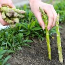 200 Asparag Seeds Mary Washingtonnon Gmo Heirloom Fresh For Garden