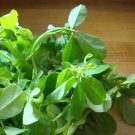 400 Fenugreek Seeds For Growing Trigonella Foenumgraecum Nongmo Fresh For Garden
