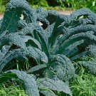 1000 Lacinato Kale Seeds Nongmo Heirloom Fresh For Garden