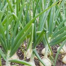 500 Treated Vidalia Sweet Onion Seeds Nongmo Heirloom Fresh For Garden