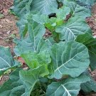 2000 Georgia Collard Seeds Nongmo Heirloom Fresh For Garden