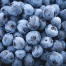 200 Highbh Blueberry Seeds Fresh For Garden