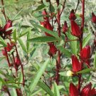 50 Roselle Seeds Asian Sour Leaf Hibisc Sabdariffa Fresh For Garden