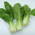 4000 Seeds Canton Pak Chobok Choy Chinese Cabbage Seeds Nongmo A Fresh For Garden 4000 Seeds Canton Pak Chobok Choy Chinese Cabbage Seeds Nongmo A Fresh For Garden