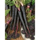 300 Black Nebula Carrot Seeds Nongmo Heirloom Fresh For Garden