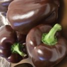 50 Chocolate Beauty Bell Pepper Seeds Nongmo Heirloom Fresh For Garden