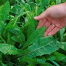 1000 Oasis Chicory Seeds Endive A Fresh For Garden