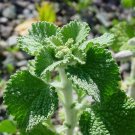 500 White Horehound Herb Seeds Marrubium Vulgare Fresh For Garden