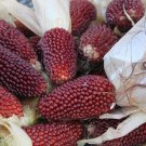 75 Strawberry Popcorn Corn Nongmo Heirloom A Fresh For Garden