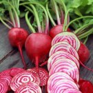 200 Chioggia Beet Seeds Nongmo Heirloom A Fresh For Garden