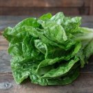 1500 Parris Island Lettuce Seeds Nongmo Heirloom A Fresh For Garden