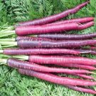 1000 Cosmic Purple Carrot Seeds Nongmo A Fresh For Garden