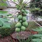25 Original Solo Sunset Papaya Seeds Fruits At Few Feet Tall In 9 Months Fresh For Garden