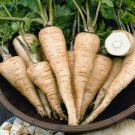 500 All American Parsnip Nongmo Heirloom A Fresh For Garden