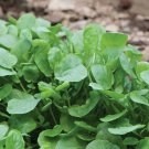 4000 Upland Cress Seeds Early Cress Creasy Greens Nongmo Heirloom A Fresh For Garden