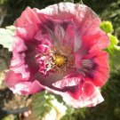 Poppy Turkish Blue Breadseed Poppy Blue Seeds Large Pods Organic 500 Seeds Fresh For Garden Poppy Turkish Blue Breadseed Poppy Blue Seeds Large Pods Organic 500 Seeds Fresh For Garden