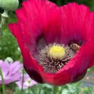 Poppy Breadseed Red Mix Large Flowers Decorative Pods Organic 500 Seeds Fresh For Garden Poppy Breadseed Red Mix Large Flowers Decorative Pods Organic 500 Seeds Fresh For Garden