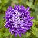 Aster Jewelaster Purple Semidwarf Unique Feathery Huge Flowers Nongmo 200 Seeds Fresh For Garden