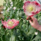 Poppy Qis Bowling Ball Largest Flowers And Pods Pink Flowers Organic 500 Seeds Fresh For Garden Poppy Qis Bowling Ball Largest Flowers And Pods Pink Flowers Organic 500 Seeds Fresh For Garden