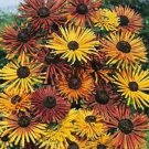 Black Eyed San Chim Chiminee Rudbeckia Heirloom Pollinators Nongmo 40 Seeds Fresh For Garden Black Eyed San Chim Chiminee Rudbeckia Heirloom Pollinators Nongmo 40 Seeds Fresh For Garden
