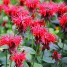 Bee Balm Scarlet Red Monarda Didyma Perennial Hummingbirds Nongmo 50 Seeds Fresh For Garden Bee Balm Scarlet Red Monarda Didyma Perennial Hummingbirds Nongmo 50 Seeds Fresh For Garden