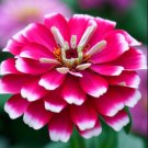 Zinnia Ice Queen Bicolor Pink White Butterflies Hummingbirds Nongmo 100 Seeds Fresh For Garden Zinnia Ice Queen Bicolor Pink White Butterflies Hummingbirds Nongmo 100 Seeds Fresh For Garden