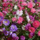 Aster Crego China Aster Colorful Cut Flowers Pollinators Nongmo 200 Seeds Fresh For Garden Aster Crego China Aster Colorful Cut Flowers Pollinators Nongmo 200 Seeds Fresh For Garden