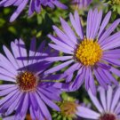 Aster Aromatic Blue Purple Perennial Heirloom Fall Blooms A Nongmo 200 Seeds Fresh For Garden Aster Aromatic Blue Purple Perennial Heirloom Fall Blooms A Nongmo 200 Seeds Fresh For Garden