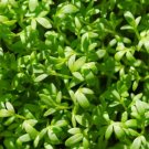 Curled Cress Slow Bolting Sprout 10 Days Pungent Spicy Zesty Nongmo 1000 Seeds Fresh For Garden Curled Cress Slow Bolting Sprout 10 Days Pungent Spicy Zesty Nongmo 1000 Seeds Fresh For Garden