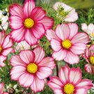Cosmos Red Stripe Bicolored Flowers Pollinators Butterflies Nongmo 100 Seeds Fresh For Garden Cosmos Red Stripe Bicolored Flowers Pollinators Butterflies Nongmo 100 Seeds Fresh For Garden