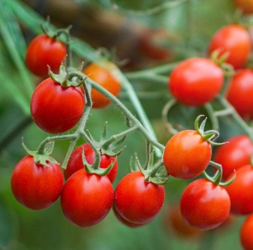 Tomato Sweetie Cherry Tomato Indeterminate Heirloom Sweet Nongmo 50 Seeds Fresh For Garden