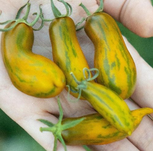 Tomato Saage Indeterminate Low Water Content Great For Canning Nongmo 50 Seeds Fresh For Garden