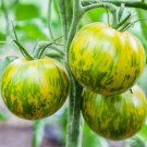 Tomato Green Zebra Indeterminate Unique Heirloom Sweet & Zingy Nongmo 50 Seeds Fresh For Garden