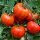 Tomato Wisconsin 55 Indeterminate Heirloom Early Producer Nongmo 50 Seeds Fresh For Garden