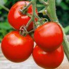 Tomato Manitoba Slicing Determinate Heirloom Container Plant Nongmo 50 Seeds Fresh For Garden