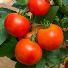 Tomato New Yorker Determinate Heirloom Container Plant Nongmo 50 Seeds Fresh For Garden