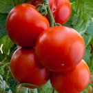 Tomato Floridade Determinate Heirloom Slicing Hot Climates A Nongmo 100 Seeds Fresh For Garden