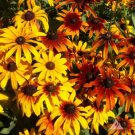 Gloriosa Daisy Rudbeckia Hirta Heirloom Native Perennial Nongmo 1000 Seeds Fresh For Garden Gloriosa Daisy Rudbeckia Hirta Heirloom Native Perennial Nongmo 1000 Seeds Fresh For Garden
