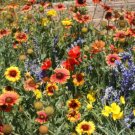 Wildflower Mix Dry Area Mix Wperennials Full Sun Pollinators Nongmo 1000 Seeds Fresh For Garden