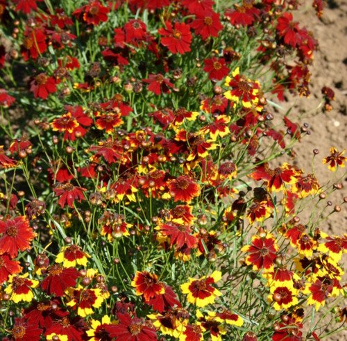 Coreopsis Plains Semidwarf Red Heirloom Pollinators Bees A Nongmo 1000 Seeds Fresh For Garden